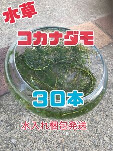 水草　コカナダモ　３０本　水入れ梱包発送　メダカの飼育に　水草育成　アクアリウムに