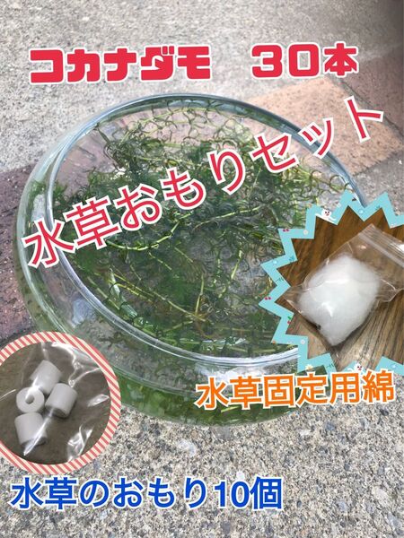 水草3点セット コカナダモ30本と水草のおもり10個と水草固定用綿のセット コカナダモ 水草のおもり 綿 水入れ梱包発送