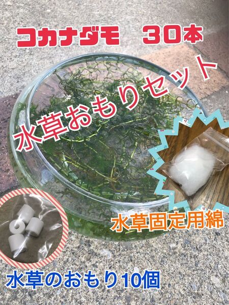 水草３点セット　コカナダモ３０本と水草のおもり10個と水草固定用綿のセット　コカナダモ　水草のおもり　綿　水入れ梱包発送　