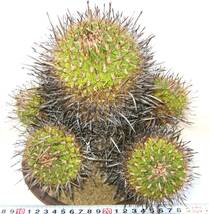 エキノフォホスロカクタス　竜舌玉 Echinofossulocactus lamellosus　古木　栽培　40年　抜苗発送　 取置不可_画像1
