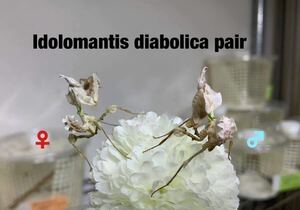 Idolomantis diabolica タンザニア産　3令〜幼虫トリオ(3匹) ニセハナマオウ　カマキリ　※補償あり　カマキリ株式会社　　