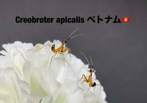 Creobroter apicalis ベトナム産　初令7匹セット　クレオブロターアピカリス　カマキリ　※サービスあり　※補償あり　カマキリ株式会社