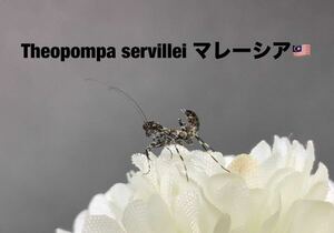 初入荷　Theopompa servillei マレーシア産　初令6匹セット　天然卵の孵化個体　キノカワカマキリ　カマキリ　補償あり　カマキリ株式会社