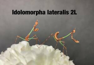 激レアIdolomorpha lateralis タンザニア産　2令〜5匹セット　イドロモルファ　エイリアンヘッド　カマキリ　※補償あり　カマキリ株式会社