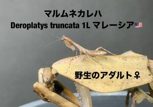 Deroplatys truncata マレーシア産　初令7匹セット　マルムネカレハ　カマキリ　※補償あり　カマキリ株式会社