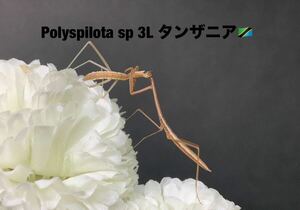 Polyspilota sp タンザニア産　3令幼虫7匹セット ポリスピロタ　カマキリ　※補償あり　カマキリ株式会社