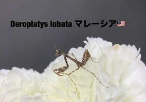 Deroplatys lobata マレーシア産　初令8匹セット　ヒシムネカレハ　天然卵の孵化個体　カマキリ　※補償あり　カマキリ株式会社