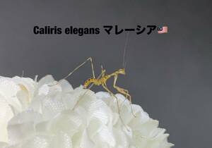 Caliris elegans マレーシア産　初令幼虫7匹セット　カリリス　カマキリ　※サービスあり※補償あり　カマキリ株式会社