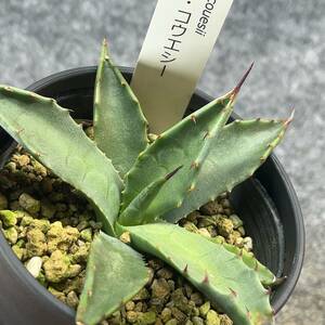 【鉢ごと発送】アガベ パリー コウエシー / Agave parryi vr. couesii / 3.5号鉢 /【現品】24-3-29-40