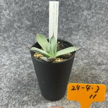 【鉢ごと発送】アガベ パリー トルンカータ/ Agave parryi v. truncata / 3.5号鉢 /【現品】24-4-3-11_画像3