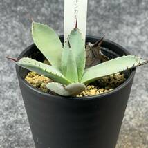 【鉢ごと発送】アガベ パリー トルンカータ/ Agave parryi v. truncata / 3.5号鉢 /【現品】24-4-3-11_画像5