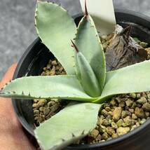 【鉢ごと発送】アガベ パリー トルンカータ/ Agave parryi v. truncata / 3.5号鉢 /【現品】24-4-3-11_画像4