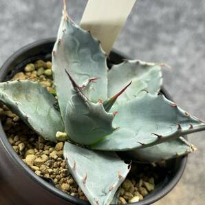 【鉢ごと発送】アガベ パラサナ / Agave parasana / 3.5号鉢 /【現品】24-4-3-14の画像2