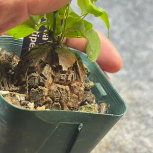 【鉢ごと発送】アフリカ型 亀甲竜 / Dioscorea elephantipes / 2.5号鉢 / 塊根・多肉植物【現品】 24-4-4-02