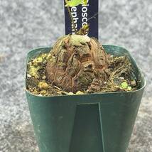 【鉢ごと発送】アフリカ型 亀甲竜 / Dioscorea elephantipes / 2.5号鉢 / 塊根・多肉植物【現品】 24-4-4-11_画像5