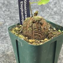 【鉢ごと発送】アフリカ型 亀甲竜 / Dioscorea elephantipes / 2.5号鉢 / 塊根・多肉植物【現品】 24-4-4-11_画像6