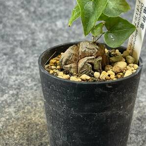 【鉢ごと発送】アフリカ型 亀甲竜 / Dioscorea elephantipes / 2.5号鉢 / 塊根・多肉植物【現品】 24-4-4-24の画像7