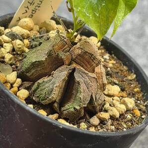 【鉢ごと発送】アフリカ型 亀甲竜 / Dioscorea elephantipes / 2.5号鉢 / 塊根・多肉植物【現品】 24-4-4-24の画像2