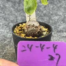 【鉢ごと発送】アフリカ型 亀甲竜 / Dioscorea elephantipes / 2.5号鉢 / 塊根・多肉植物【現品】 24-4-4-27_画像4