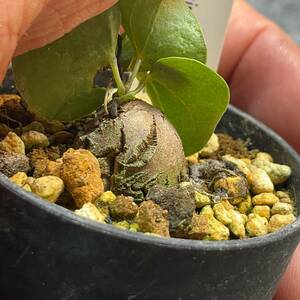 【鉢ごと発送】アフリカ型 亀甲竜 / Dioscorea elephantipes / 2.5号鉢 / 塊根・多肉植物【現品】 24-4-4-37