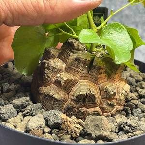 【鉢ごと発送】アフリカ型 亀甲竜 / Dioscorea elephantipes / 4号鉢 / 塊根・多肉植物【現品】 24-4-4-47