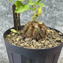 【鉢ごと発送】アフリカ型 亀甲竜 / Dioscorea elephantipes / 4号鉢 / 塊根・多肉植物【現品】 24-4-4-50_画像6