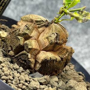 【鉢ごと発送】アフリカ型 亀甲竜 / Dioscorea elephantipes / 4号鉢 / 塊根・多肉植物【現品】 24-4-10-02