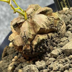 【鉢ごと発送】アフリカ型 亀甲竜 / Dioscorea elephantipes / 4号鉢 / 塊根・多肉植物【現品】 24-4-10-06