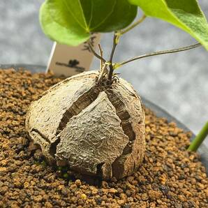 【鉢ごと発送】アフリカ型・亀甲竜 / Dioscorea elephantipes / 3号鉢 / 塊根・多肉植物【現品】 24-3-3-60の画像2