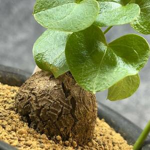 【鉢ごと発送】アフリカ型 亀甲竜 / Dioscorea elephantipes / 4号鉢 / 塊根・多肉植物【現品】 24-4-17-03