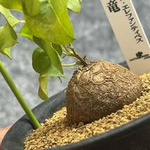 【鉢ごと発送】アフリカ型 亀甲竜 / Dioscorea elephantipes / 4号鉢 / 塊根・多肉植物【現品】 24-4-17-04_画像1