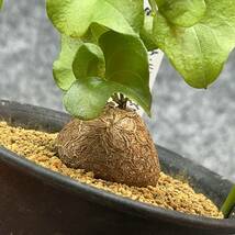 【鉢ごと発送】アフリカ型 亀甲竜 / Dioscorea elephantipes / 4号鉢 / 塊根・多肉植物【現品】 24-4-17-04_画像2