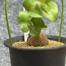 【鉢ごと発送】アフリカ型 亀甲竜 / Dioscorea elephantipes / 4号鉢 / 塊根・多肉植物【現品】 24-4-17-04_画像6