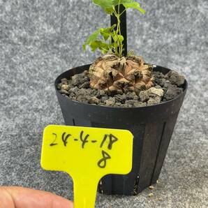 【鉢ごと発送】アフリカ型 亀甲竜 / Dioscorea elephantipes / 4号鉢 / 塊根・多肉植物【現品】 24-4-18-08の画像4