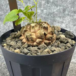 【鉢ごと発送】アフリカ型 亀甲竜 / Dioscorea elephantipes / 4号鉢 / 塊根・多肉植物【現品】 24-4-18-08の画像6