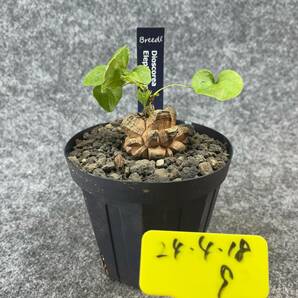 【鉢ごと発送】アフリカ型 亀甲竜 / Dioscorea elephantipes / 4号鉢 / 塊根・多肉植物【現品】 24-4-18-09の画像4