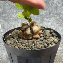 【鉢ごと発送】アフリカ型 亀甲竜 / Dioscorea elephantipes / 4号鉢 / 塊根・多肉植物【現品】 24-4-18-09_画像7