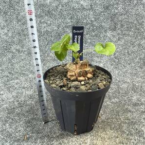 【鉢ごと発送】アフリカ型 亀甲竜 / Dioscorea elephantipes / 4号鉢 / 塊根・多肉植物【現品】 24-4-18-09の画像9