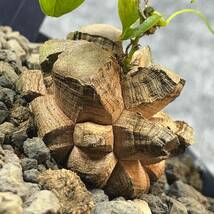 【鉢ごと発送】アフリカ型 亀甲竜 / Dioscorea elephantipes / 4号鉢 / 塊根・多肉植物【現品】 24-4-18-09_画像2