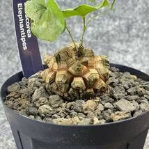 【鉢ごと発送】アフリカ型 亀甲竜 / Dioscorea elephantipes / 4号鉢 / 塊根・多肉植物【現品】 24-4-18-15_画像6