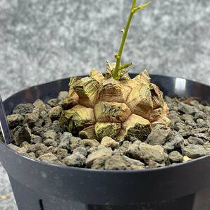 【鉢ごと発送】アフリカ型 亀甲竜 / Dioscorea elephantipes / 4号鉢 / 塊根・多肉植物【現品】 24-4-18-22の画像7