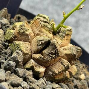 【鉢ごと発送】アフリカ型 亀甲竜 / Dioscorea elephantipes / 4号鉢 / 塊根・多肉植物【現品】 24-4-18-22の画像2
