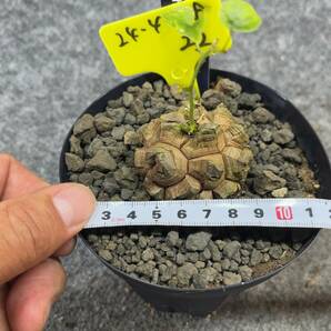 【鉢ごと発送】アフリカ型 亀甲竜 / Dioscorea elephantipes / 4号鉢 / 塊根・多肉植物【現品】 24-4-18-22の画像10