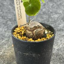 【鉢ごと発送】アフリカ型 亀甲竜 / Dioscorea elephantipes / 2.5号鉢 / 塊根・多肉植物【現品】 24-4-4-27_画像6