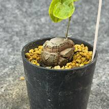 【鉢ごと発送】アフリカ型 亀甲竜 / Dioscorea elephantipes / 2.5号鉢 / 塊根・多肉植物【現品】 24-4-4-27_画像8