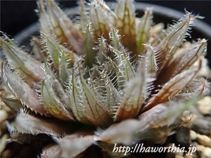 ◆ハオルチア◆ベラ Haworthia bella MBB6798◆24082◆