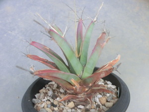 多肉植物・サボテン レウクテンベルギア 光山 晃山　【Leuchtenbergia principis】