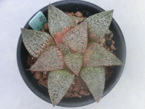 多肉植物 ハオルチア ピクタ （１） ハオルシア 【Haworthia】