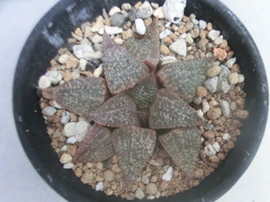 多肉植物 ハオルチア ピクタ （２） ハオルシア 【Haworthia】