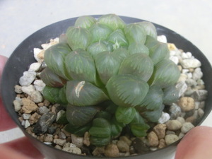 多肉植物 ハオルチア オブツーサ 雫石 ハオルシア 【Haworthia】